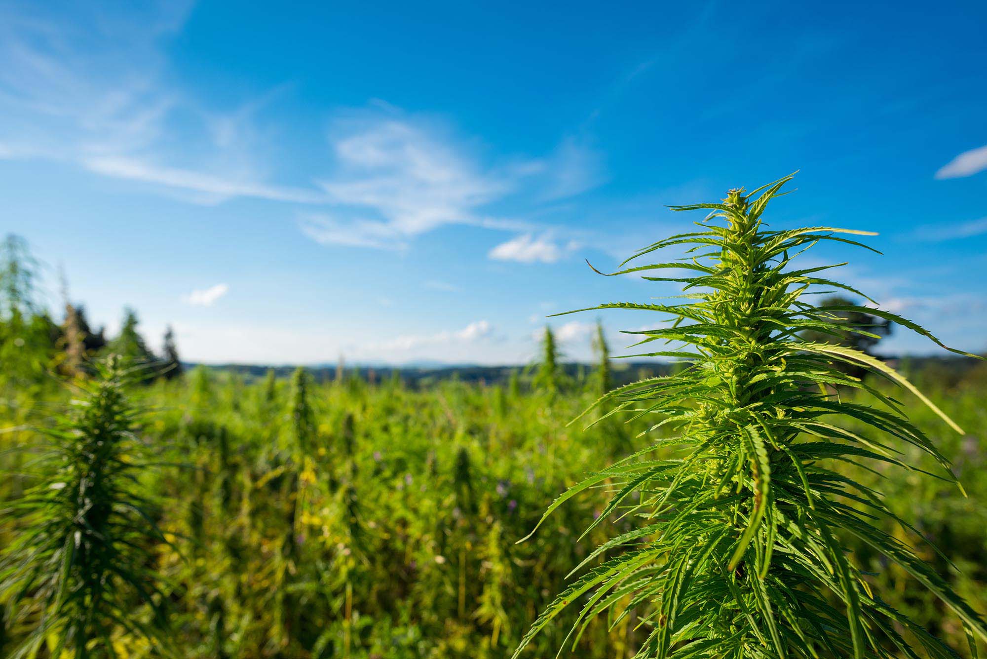 Revitalizing Europe’s Hemp Industry: Strategies for Growth and Expansion